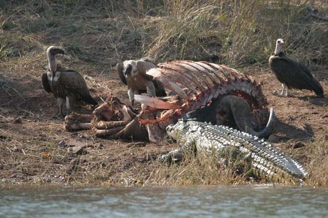 Safari Lake Cruise - Lake Kariba Houseboat Matusadona Zimbabwe